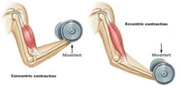 Distal Biceps Injury